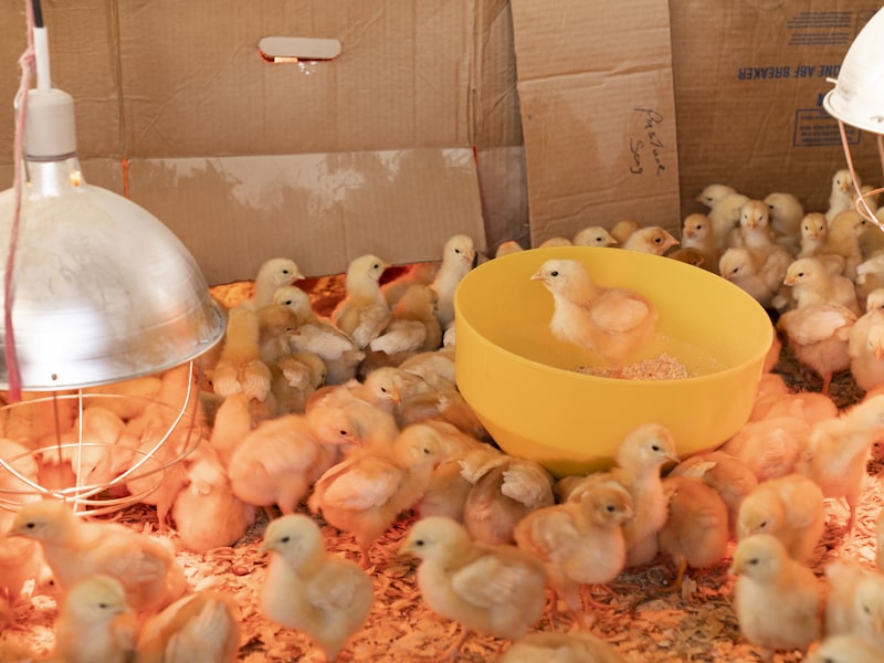 Women farmers in Kashmir